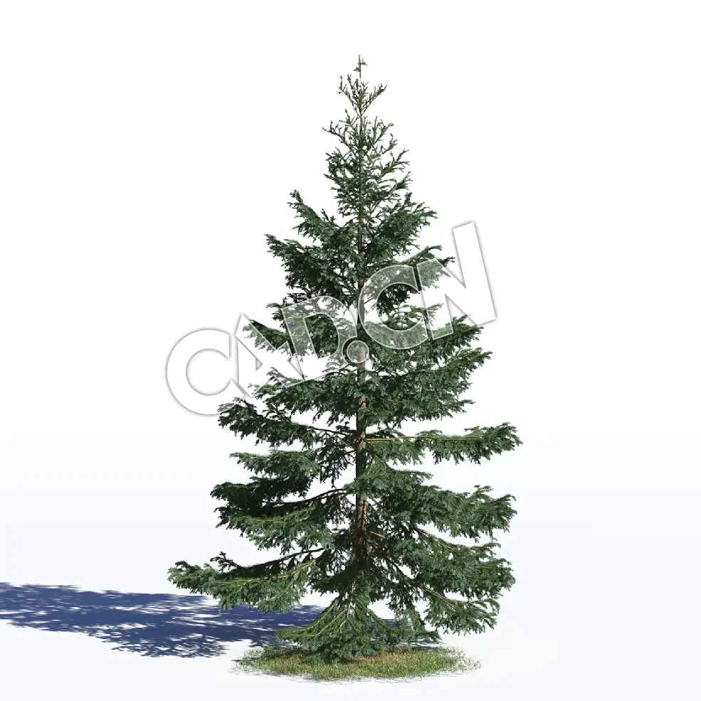 C4D塞尔维亚云杉松树白云杉模型 Picea omorika 3d model - C4D之家 - AM219_023_Picea_omorika.jpg