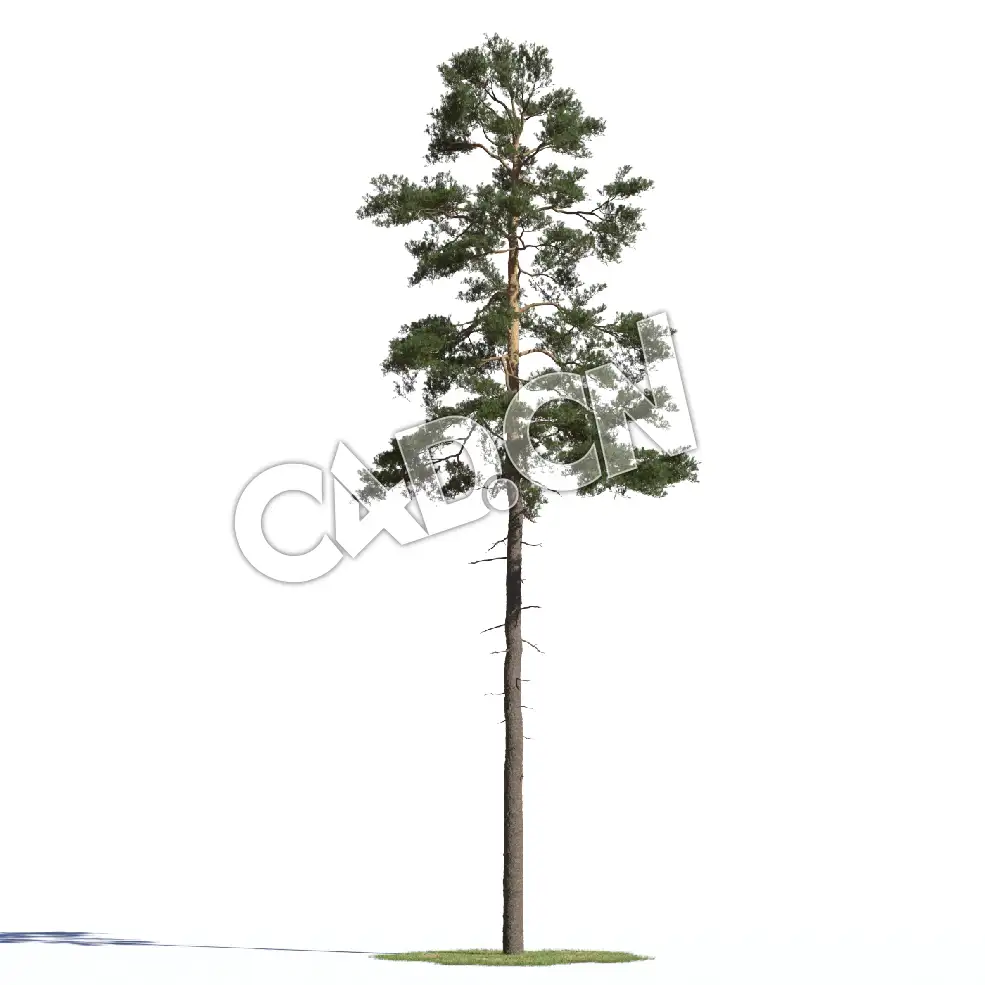C4D长白松樟子松欧洲赤松松树模型 Pinus syvestris 3d model - C4D之家 - AM219_022_Pinus_syvestris_08.jpg