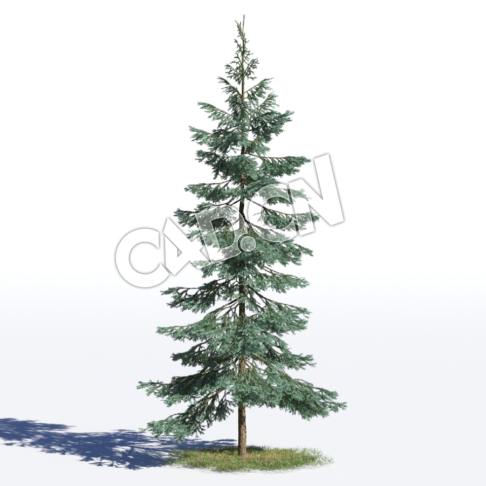 C4D蓝云杉松树模型 Picea pungens 3d model - C4D之家 - AM219_025_Picea_pungens.jpg