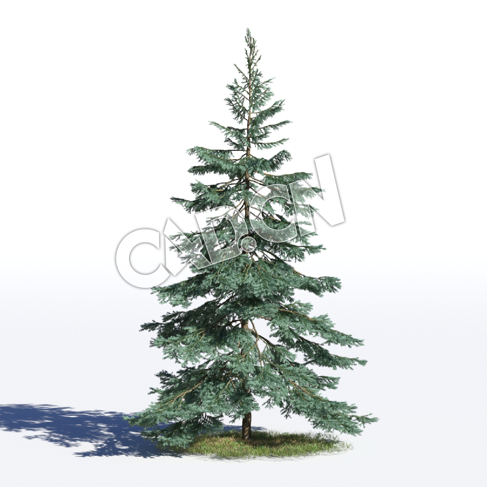 C4D北美兰云杉松树模型 Picea pungens 3d model - C4D之家 - AM219_024_Picea_pungens.jpg
