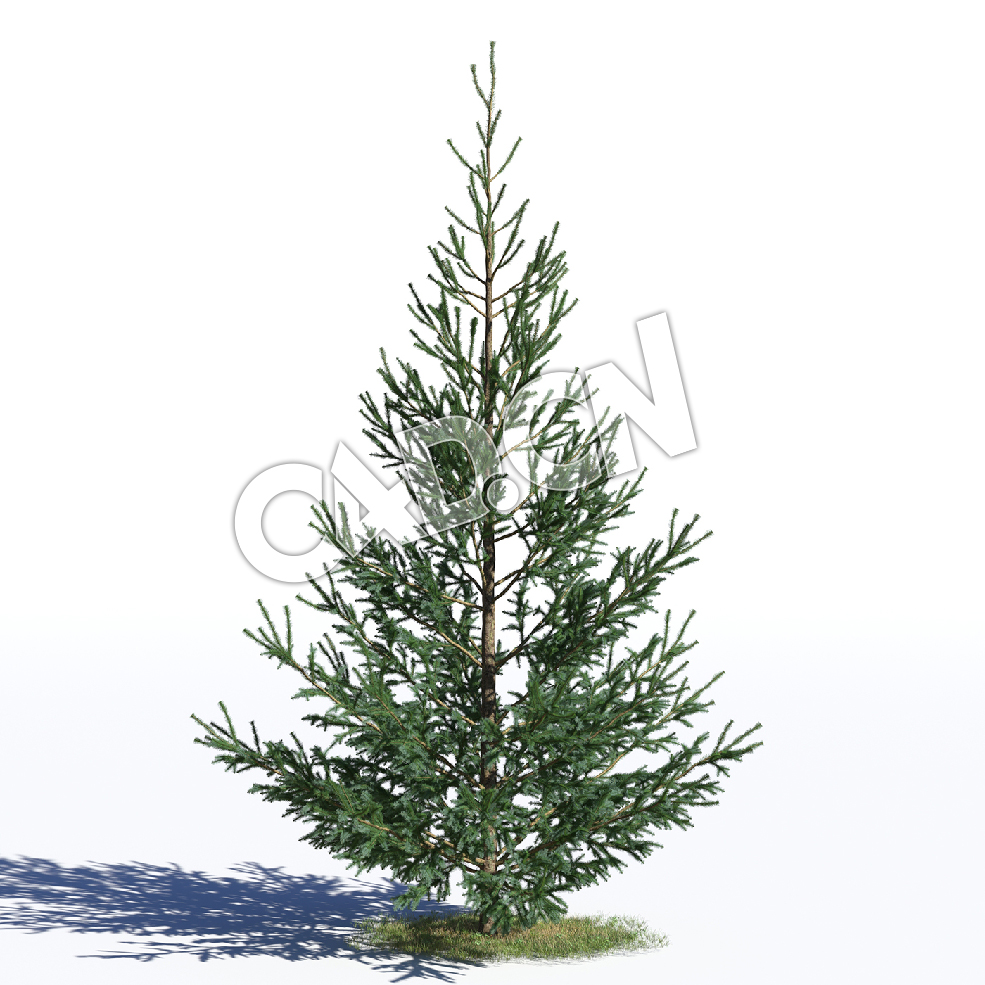C4D白云杉松树模型 Picea glauca 3d model - C4D之家 - AM219_027_Picea_glauca.jpg