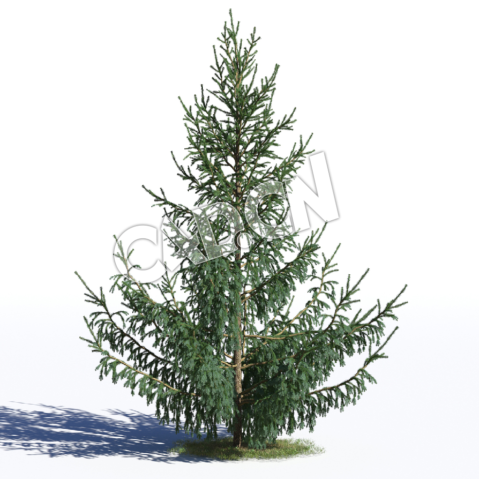 C4D白云杉青云杉松树模型 Picea glauca 3d model - C4D之家 - AM219_026_Picea_glauca.jpg