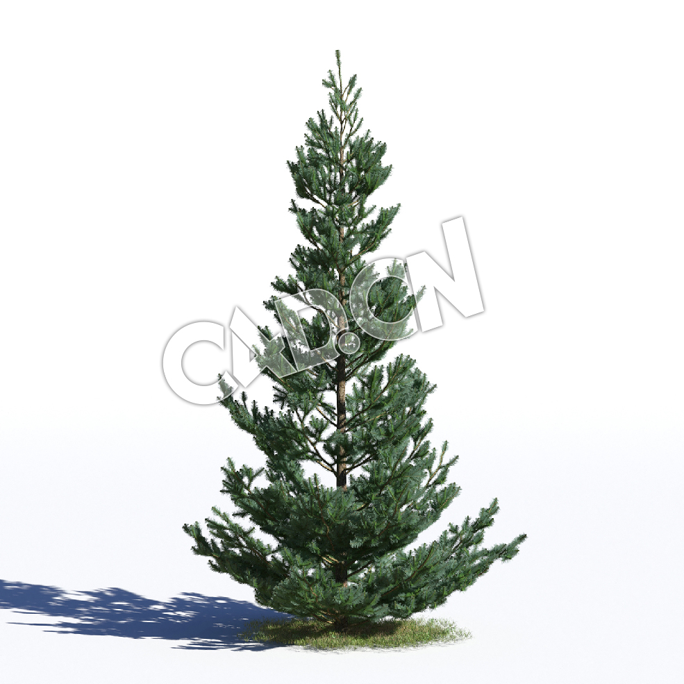 C4D云杉松树塞尔维亚云杉模型 Picea omorika 3d model - C4D之家 - AM219_028_Picea_omorika.jpg