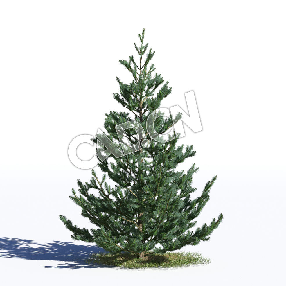 C4D白云杉松树塞尔维亚云杉树模型 Picea omorika 3d model - C4D之家 - AM219_029_Picea_omorika.jpg