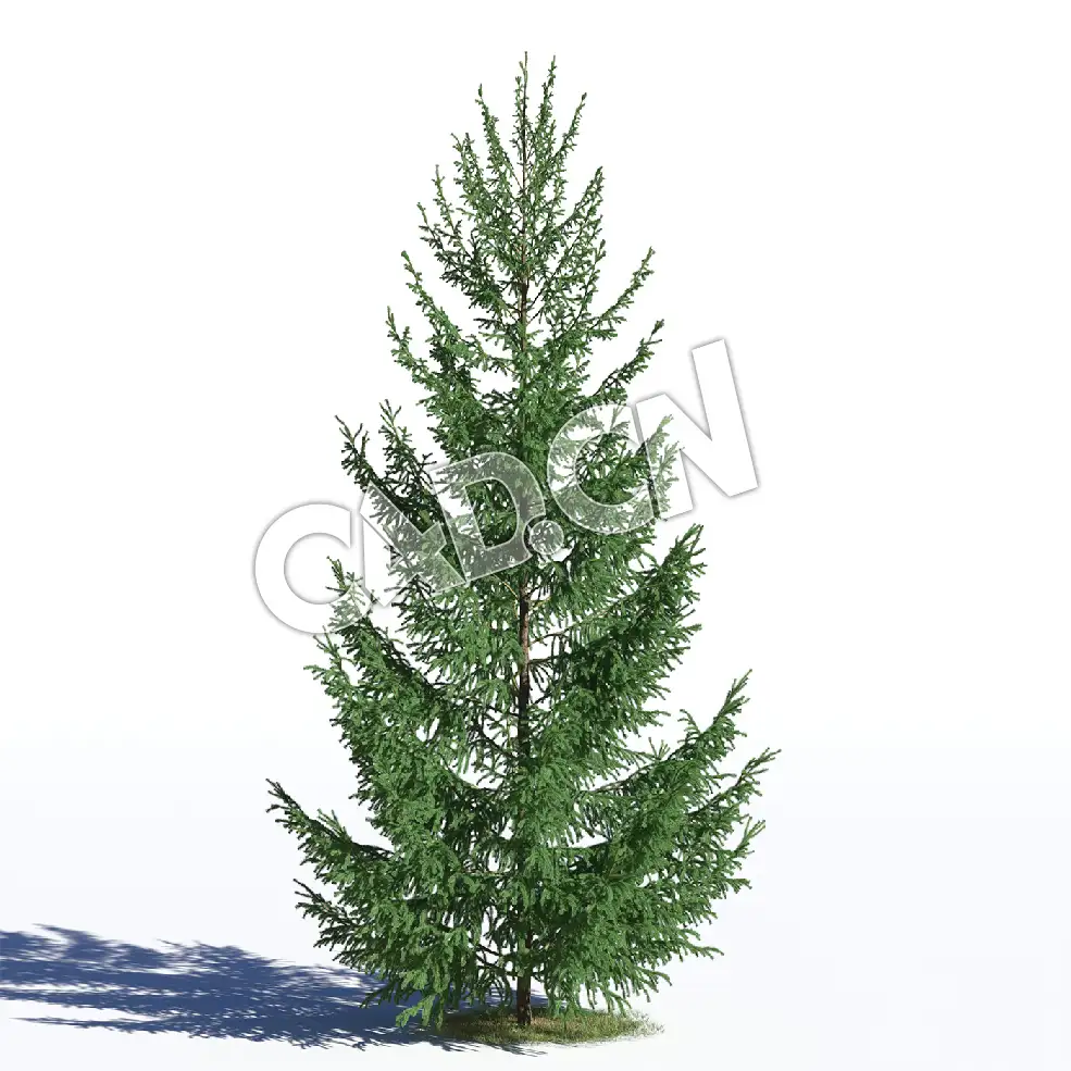 C4D欧洲云杉罗汉松景观松树模型 Picea abies 3d model