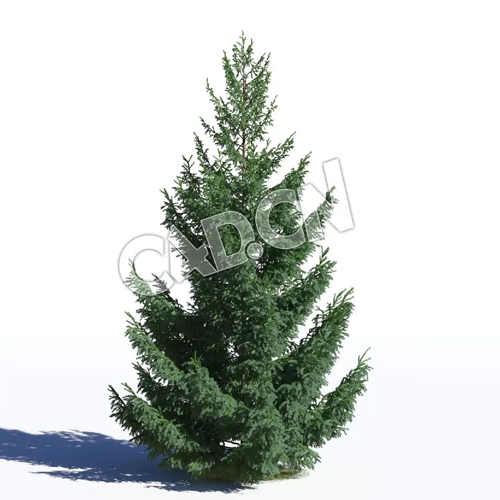 C4D北罗汉松欧洲云杉松树模型 Picea abies 3d model