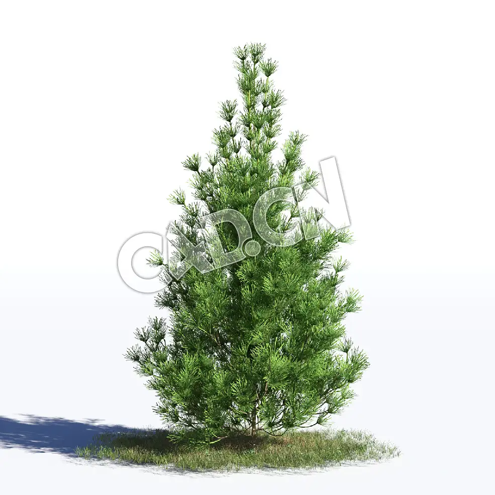 C4D樟子松海拉尔松蒙古赤松松树模型 Pinus sylvestris 3d model - C4D之家 - AM219_032_Pinus_sylvestris.jpg