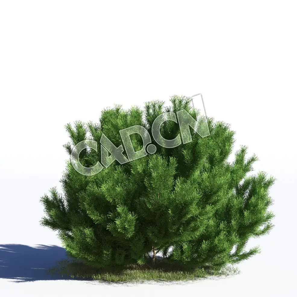 C4D樟子松松树苏格兰松长白松模型 Pinus sylvestris 3d model - C4D之家 - AM219_033_Pinus_sylvestris.jpg