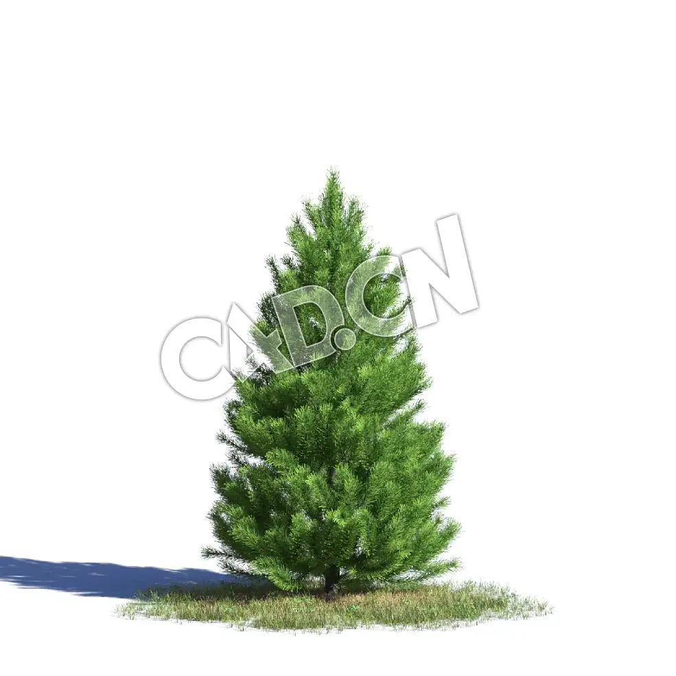 C4D苏格兰松樟子松欧洲赤松松树模型 Pinus sylvestris 3d model - C4D之家 - AM219_034_Pinus_sylvestris.jpg