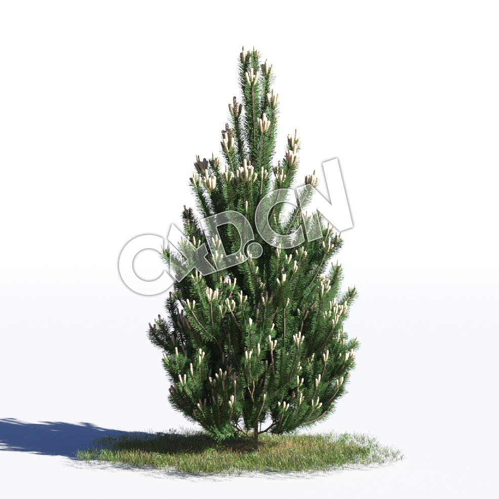 C4D黑松松树模型 Pinus nigra 3d model - C4D之家 - AM219_035_Pinus_nigra.jpg
