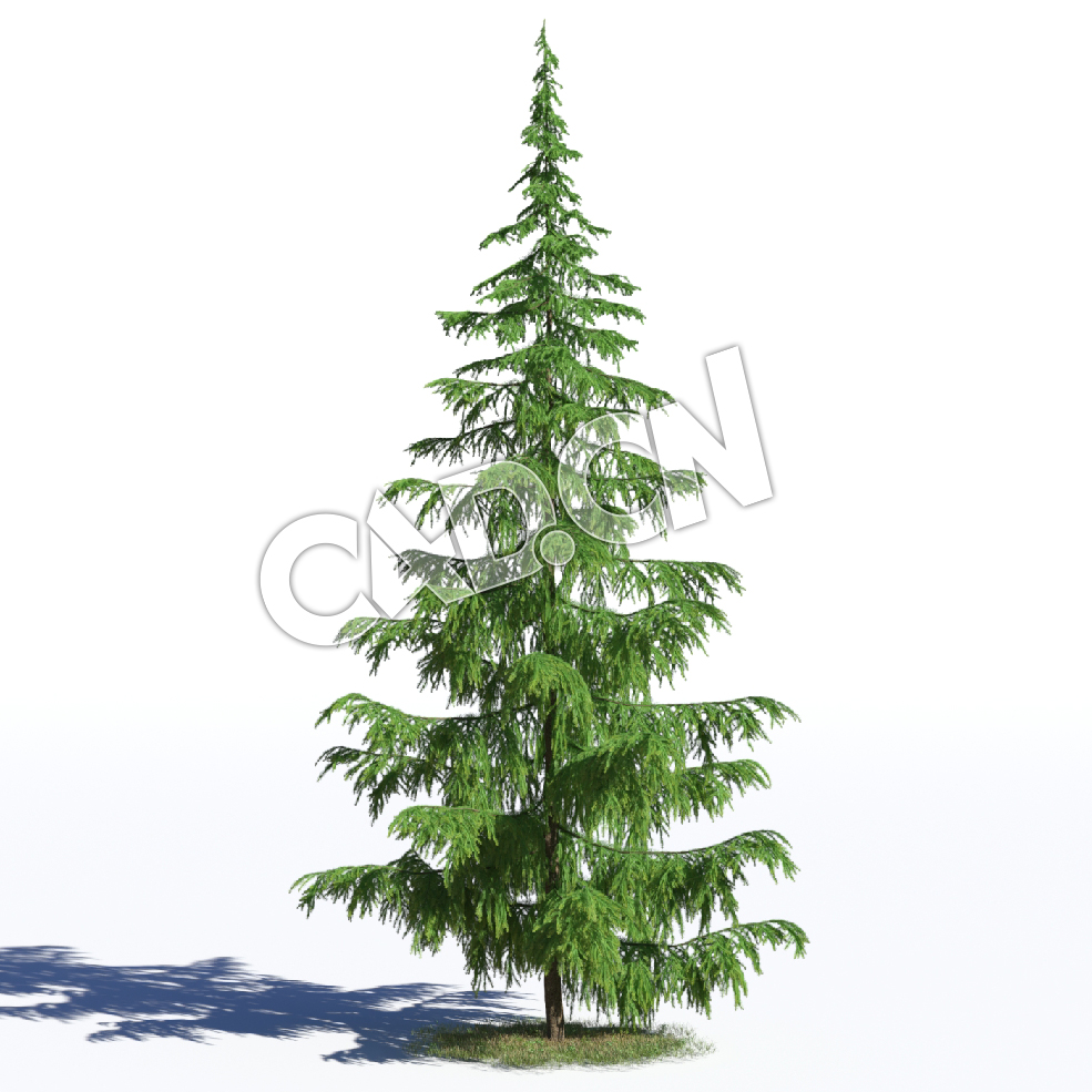 C4D松树雪松宝塔松模型 Cedrus deodara 3d model - C4D之家 - AM219_037_Cedrus_deodara.jpg