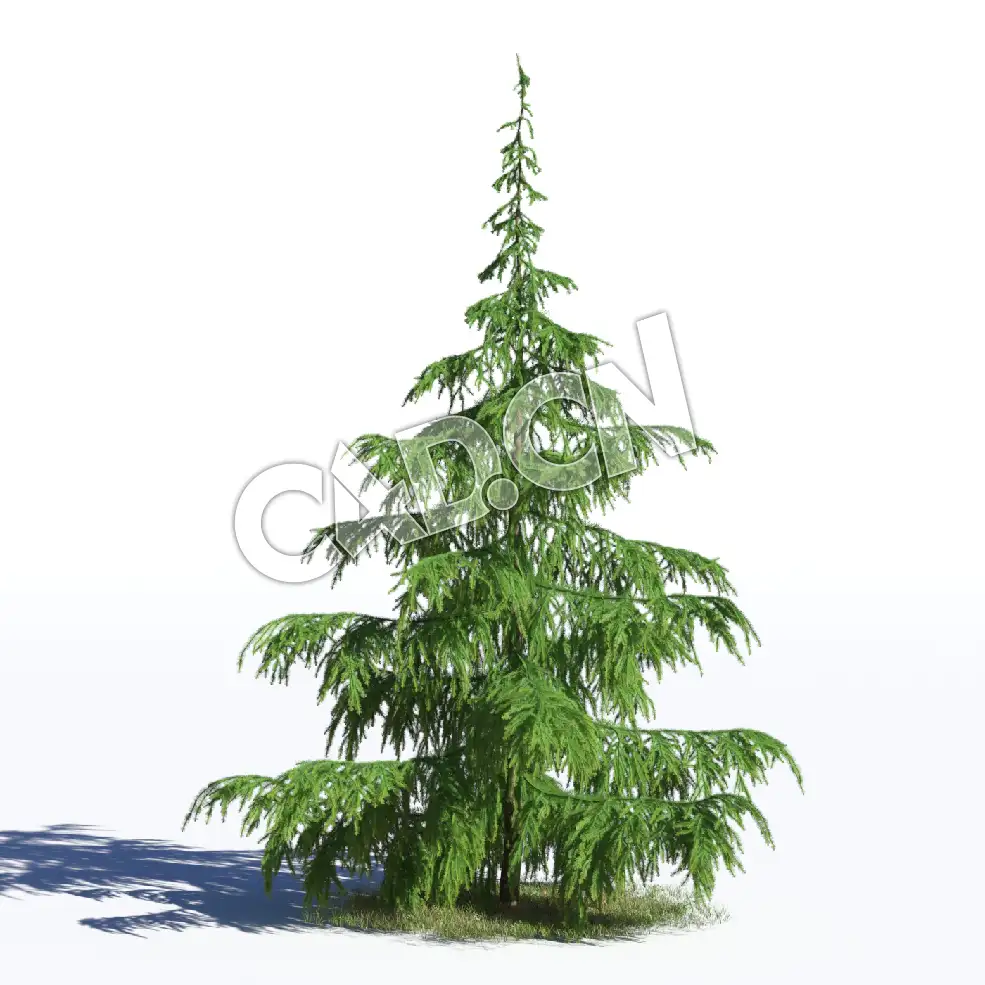 C4D雪松松树伞形雪松模型 Cedrus deodara 3d model - C4D之家 - AM219_036_Cedrus_deodara.jpg