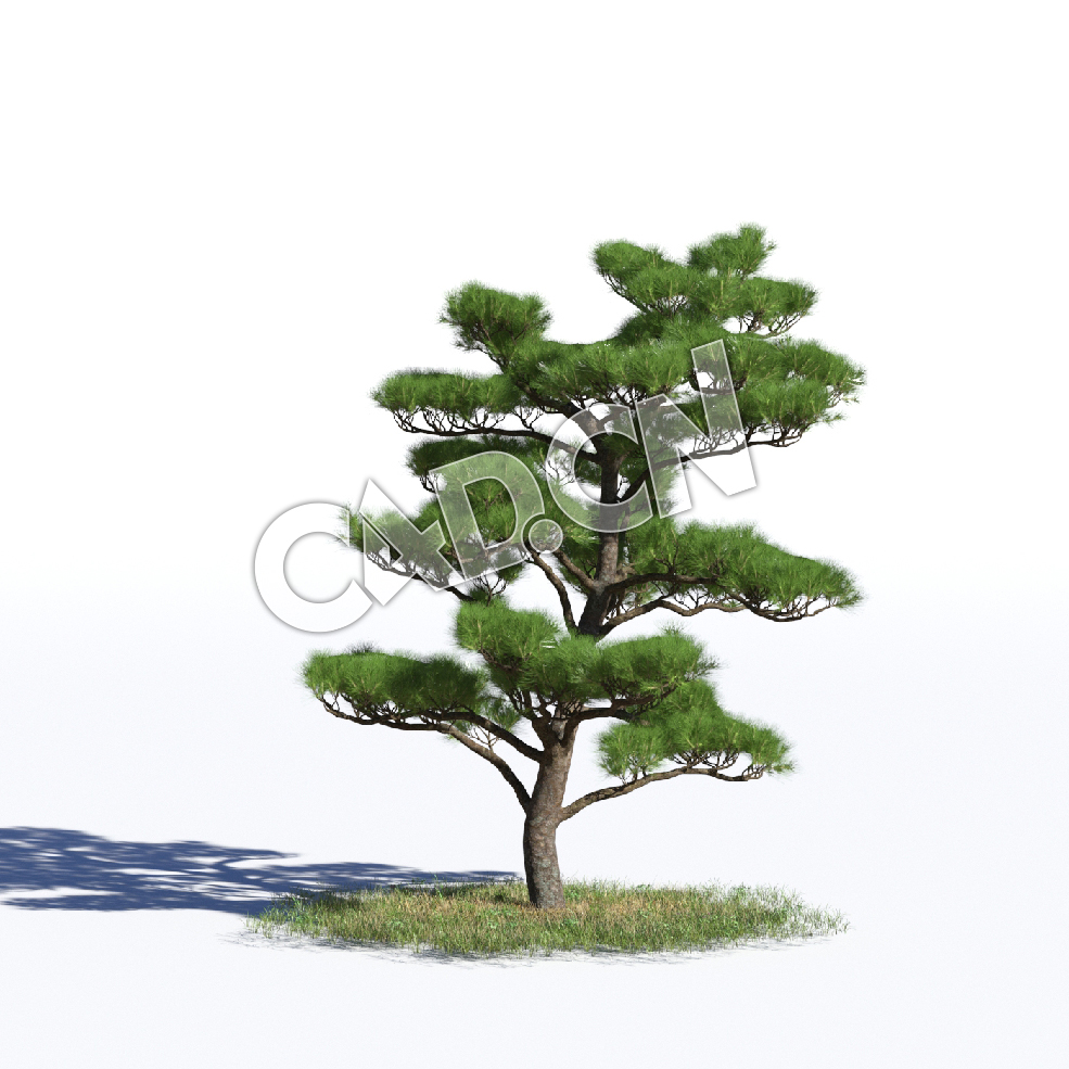 C4D日本赤松赤松松树辽东赤松短叶赤松模型 Pinus densiflora 3d model