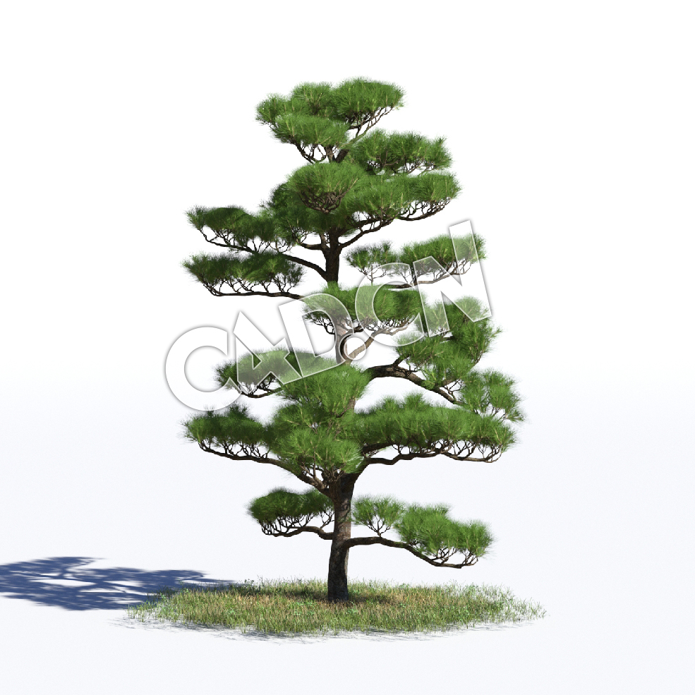 C4D赤松松树辽东赤松短叶赤松模型 Pinus densiflora 3d model