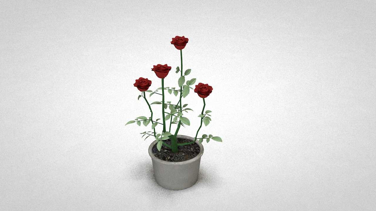 无名茶室（9）C4D室内家居茶室书房植物花卉盆景玫瑰月季建模方法和模型 - C4D之家 - rose51.jpg