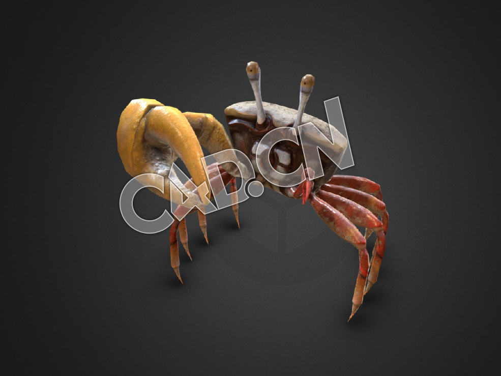 C4D螃蟹绑定动画模型 Dancing Crab Uca Mjoebergi