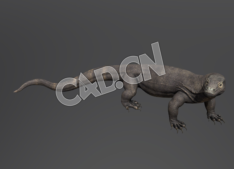 C4D巨蜥科莫多龙模型 Dragon De Komodo - C4D之家 - 53-Dragon De Komodo.jpg