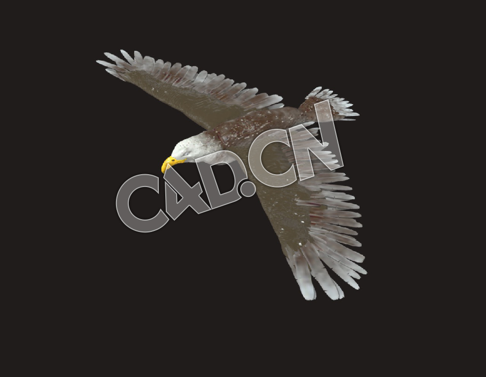 C4D展翅飞翔的老鹰模型 Eagle