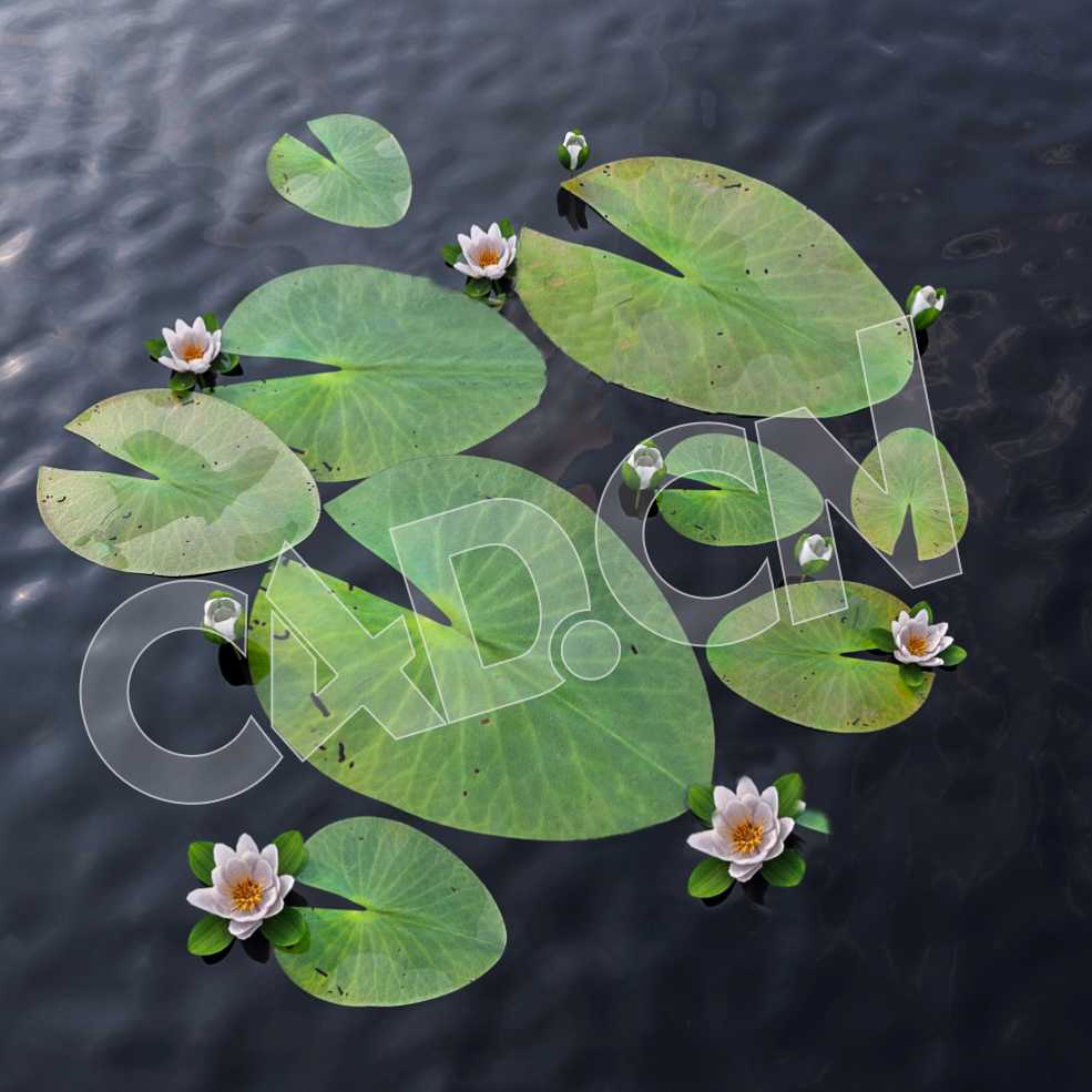 荷塘里的盛开的莲花C4D模型 lotus