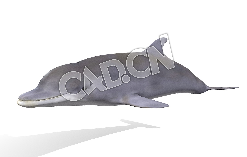C4D宽吻海豚绑定动画模型 Model 61A Bottlenose Dolphin