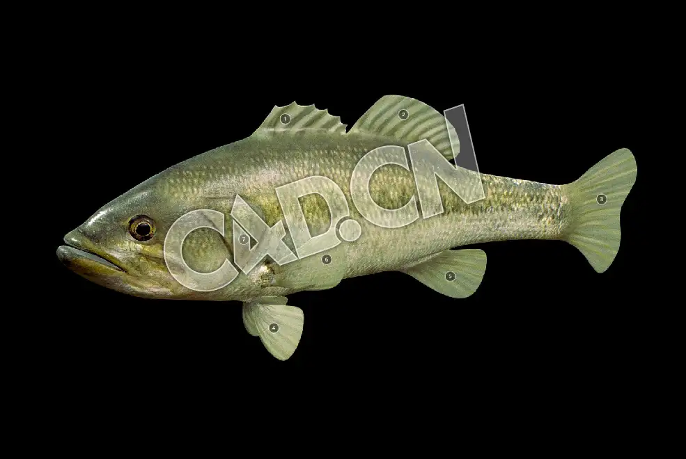 C4D大口黑鲈鱼模型 Model 67A Largemouth Bass
