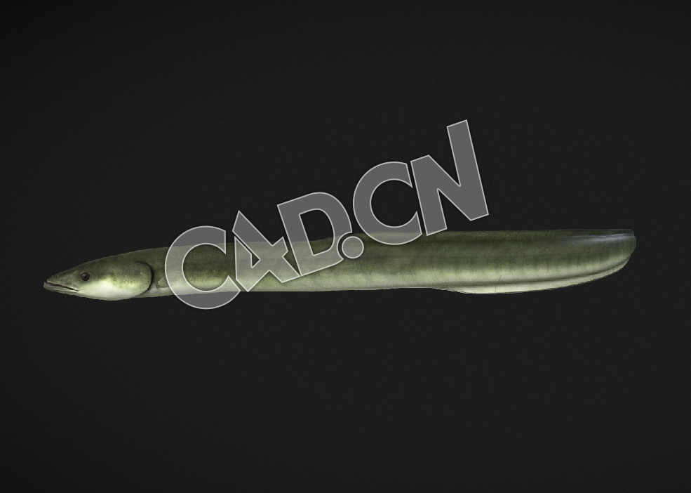 C4D美国鳗鱼绑定动画模型 Model 71A American Eel - C4D之家 - 97-Model 71A - American Eel.jpg