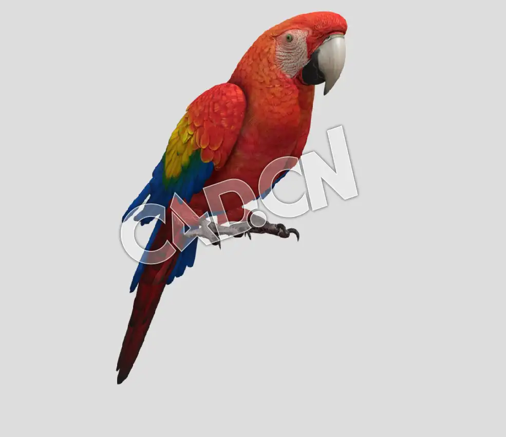 C4D鹦鹉模型 parrot