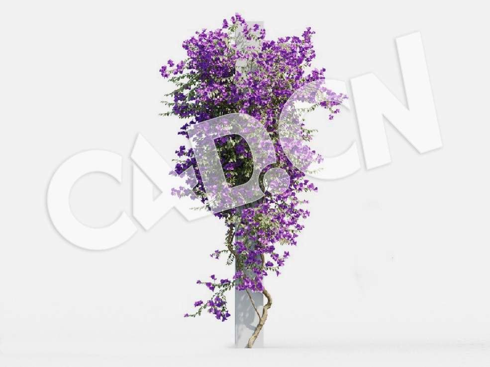 C4D爬藤花卉簕杜鹃 模型 Bougainvillea glabra 3d model - C4D之家 - 05.jpg