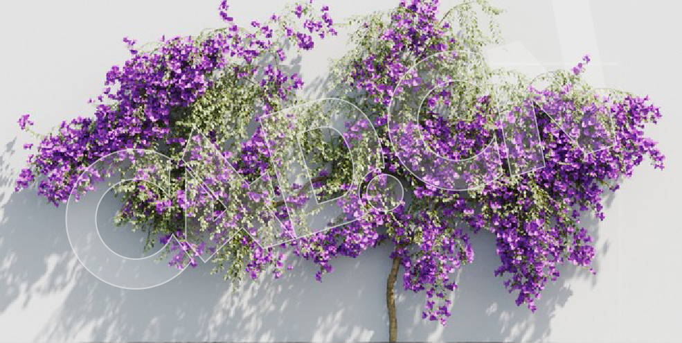 C4D爬藤花卉三角花模型 Bougainvillea glabra 3d model - C4D之家 - 02.jpg