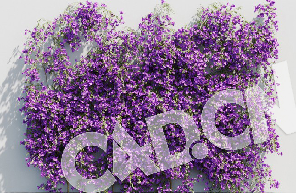 C4D爬藤花卉三叶梅 模型 Bougainvillea glabra 3d model - C4D之家 - 03.jpg