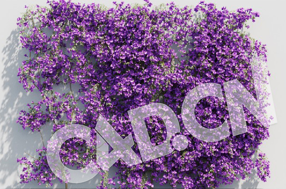 C4D爬藤花卉毛宝巾 模型 Bougainvillea glabra 3d model - C4D之家 - 04.jpg