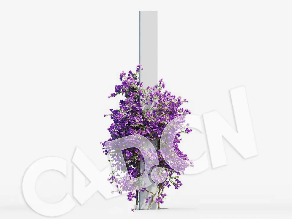 C4D爬藤花卉光叶子花模型 Bougainvillea glabra 3d model - C4D之家 - 06.jpg