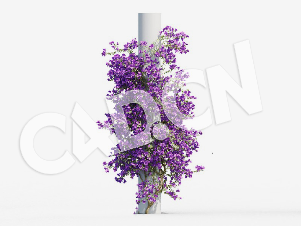 C4D爬藤花卉小叶九重葛模型 Bougainvillea glabra 3d model