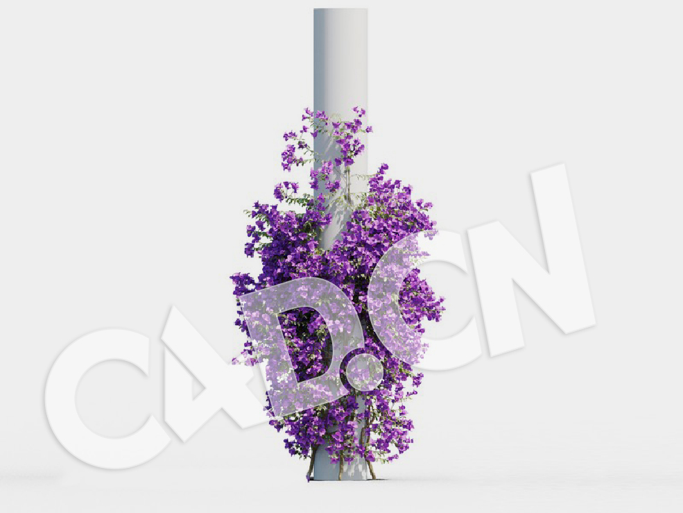 C4D爬藤花卉紫亚兰模型 Bougainvillea glabra 3d model