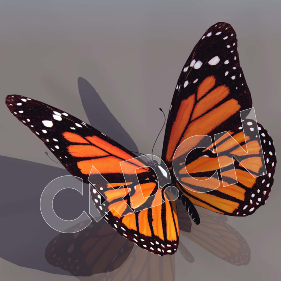 C4D蝴蝶模型含绑定含动画 butterfly 3d model