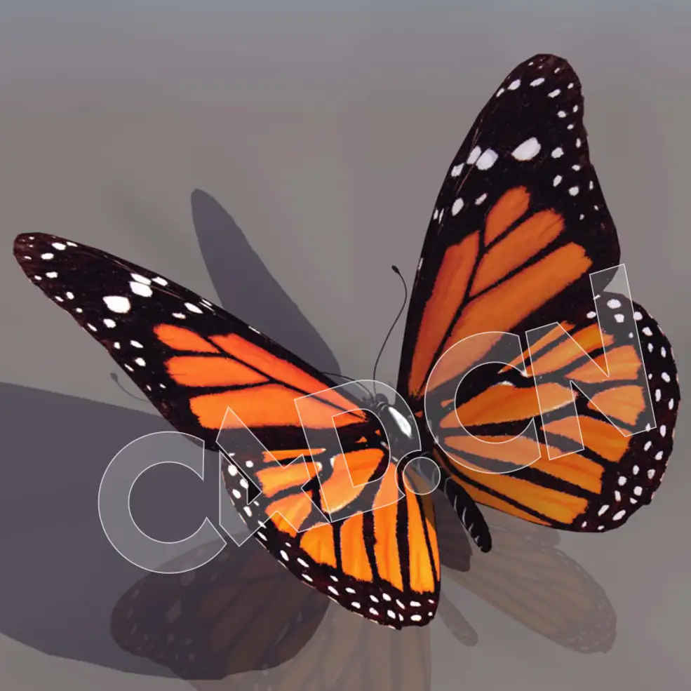 C4D蝴蝶模型含绑定含动画 butterfly 3d model - C4D之家 - BUTT_01.jpg