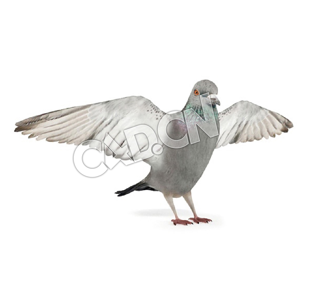 展翅鸽子C4D模型
