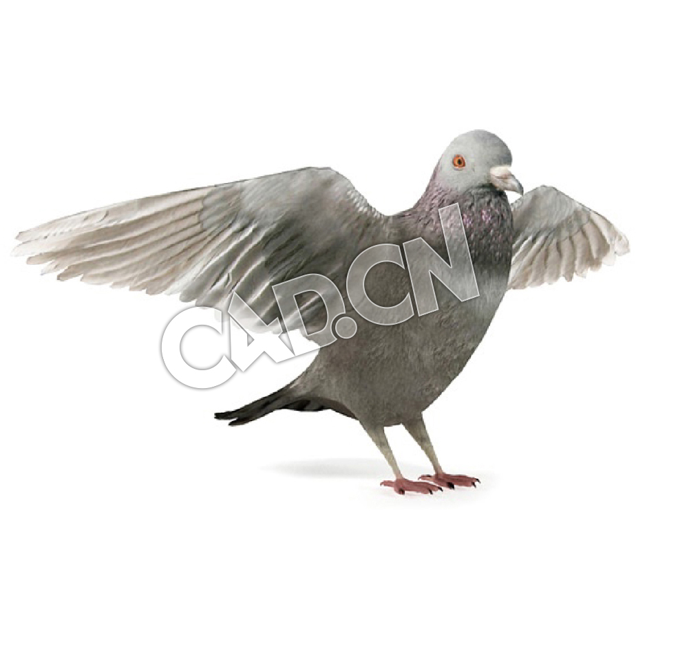 展开翅膀的鸽子C4D模型