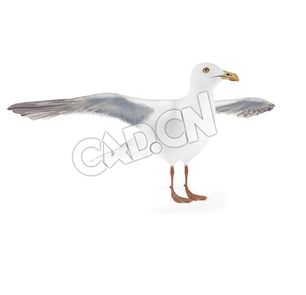 展翅的海鸥C4D模型