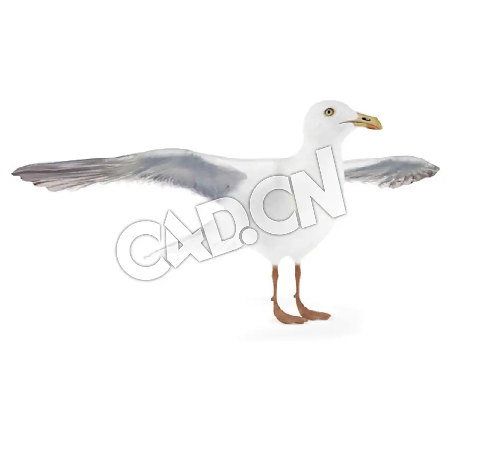 展翅的海鸥C4D模型