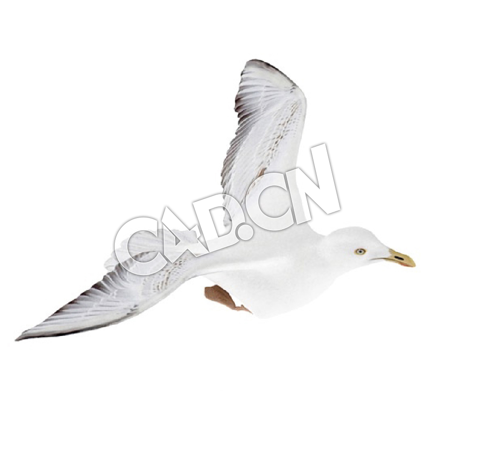 飞翔的海鸥C4D模型