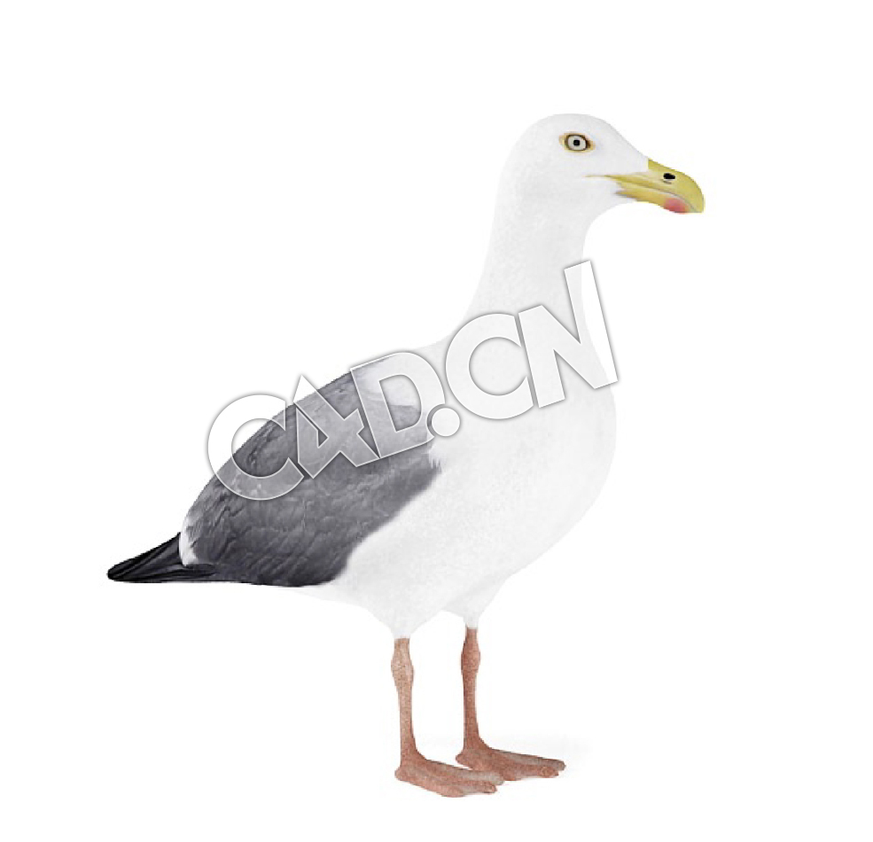海鸥C4D模型