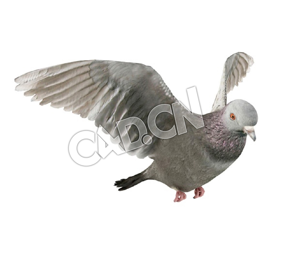 鸽子飞翔C4D模型