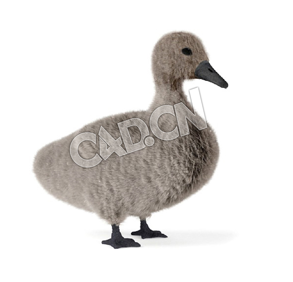 小黑鸭C4D模型 - C4D之家 - 18.jpg