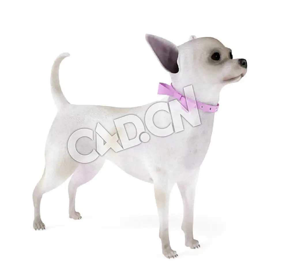 宠物狗吉娃娃犬C4D模型 - C4D之家 - 23.jpg