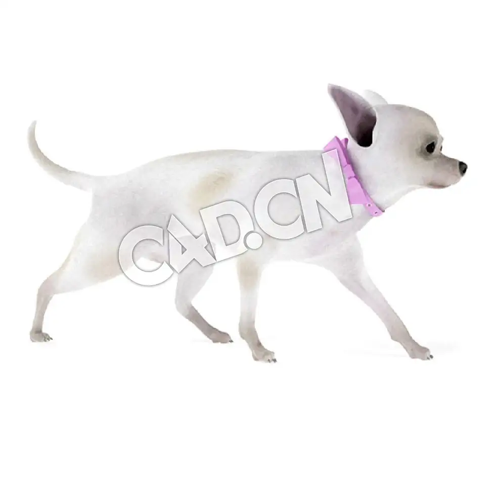 行走的吉娃娃犬C4D模型 - C4D之家 - 24.jpg