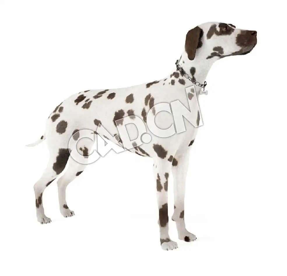 宠物狗大麦町犬斑点狗C4D模型