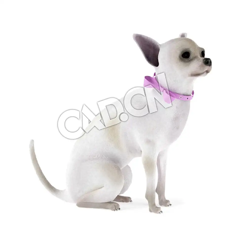 蹲着的吉娃娃犬C4D模型 - C4D之家 - 25.jpg