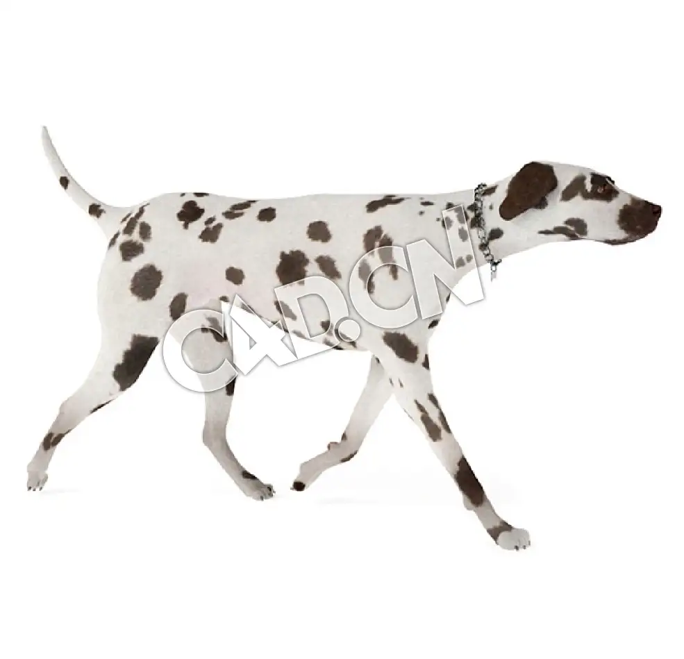 行走的大麦町犬斑点狗C4D模型