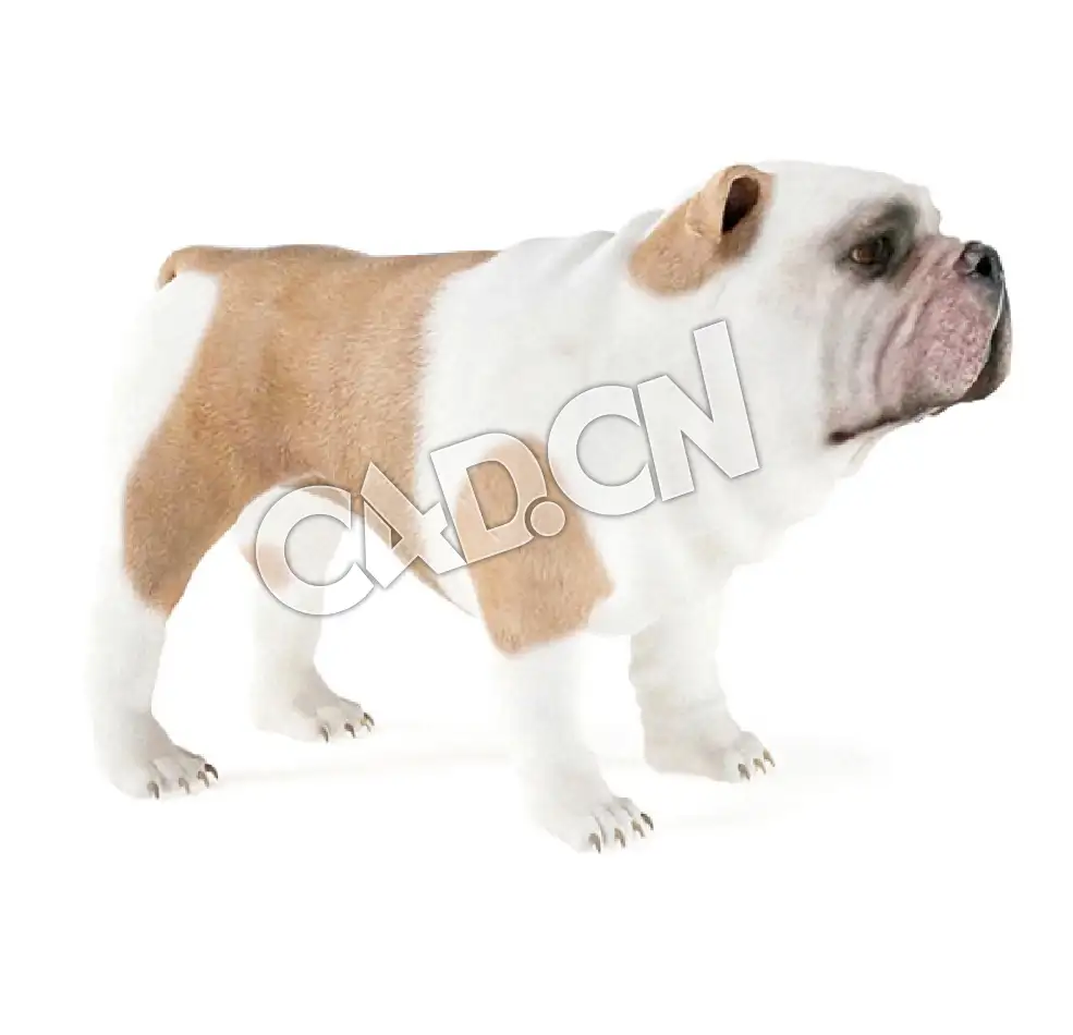英国斗牛犬老虎犬C4D模型 - C4D之家 - 30.jpg